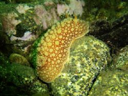 Archidoris fontaini taken in the cold fjords of patagonia by David Thompson 